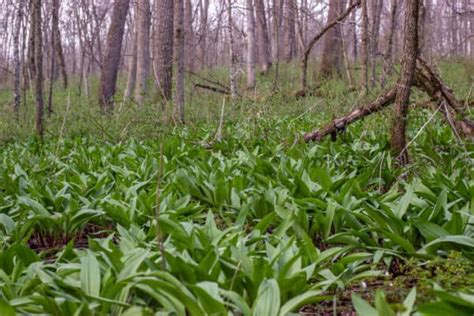 wilddev leaks|Wild Leeks (Ramps): Harvesting, Sustainability, Cooking and。